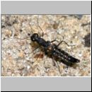 Stenus sp - Kurzfluegler 01c 5mm.jpg